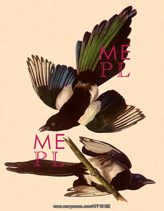  : American Magpies