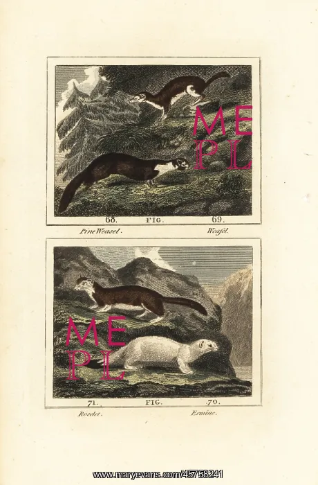 : American marten and stoat : American marten and stoat