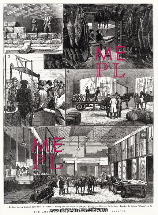 : American Meat Supply 1877 : American Meat Supply 1877