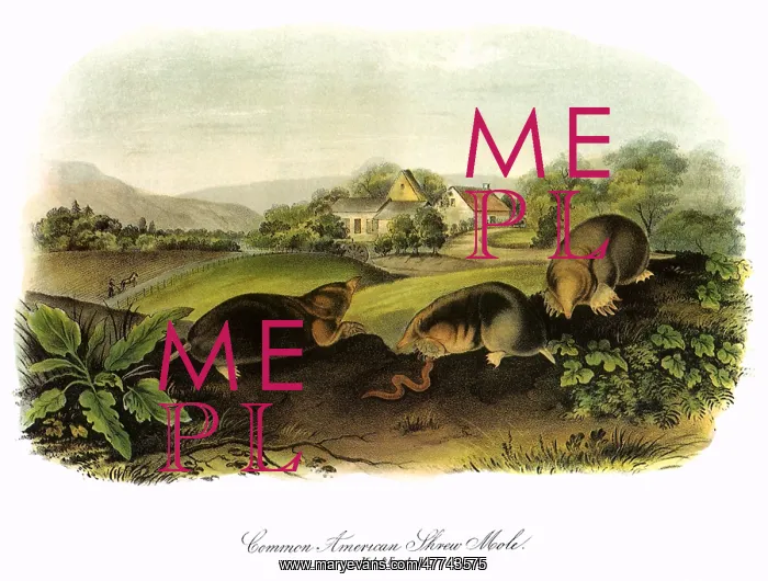  : American Moles