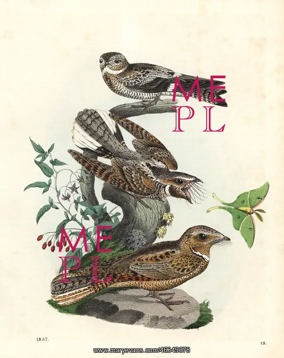 : American nighthawk, eastern whip-poor-will : American nighthawk, eastern whip-poor-will