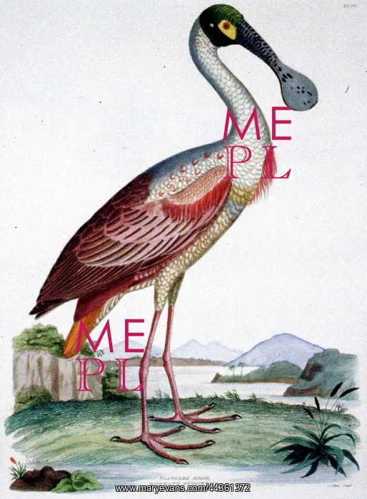 : American Ornithology, Birds, Spoonbill : American Ornithology, Birds, Spoonbill
