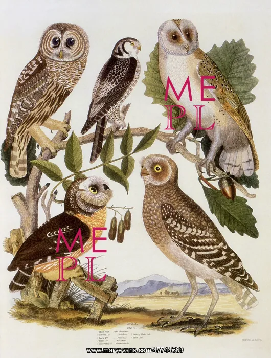 : American Owls : American Owls