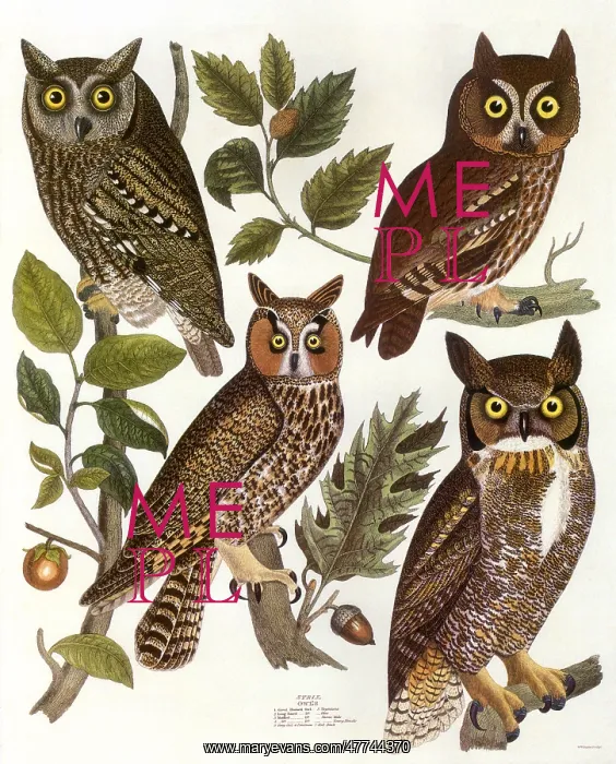 : American Owls : American Owls