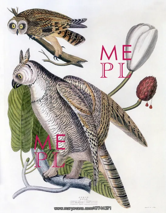 : American Owls : American Owls