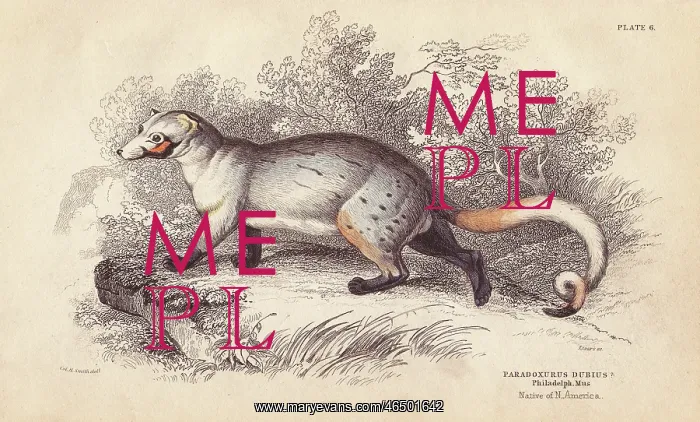 : American paradoxure, Paradoxurus dubius : American paradoxure, Paradoxurus dubius