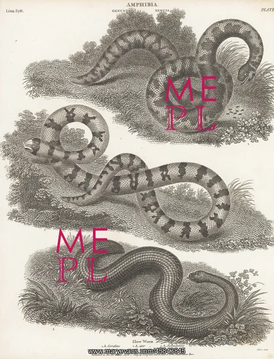 : American pipe snake and slow worm : American pipe snake and slow worm