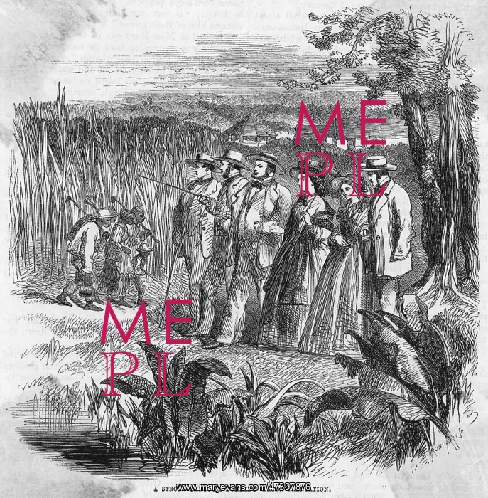 : AN AMERICAN PLANTATION : AN AMERICAN PLANTATION