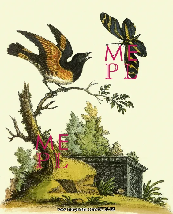  : American Redstart, Setophaga ruticilla
