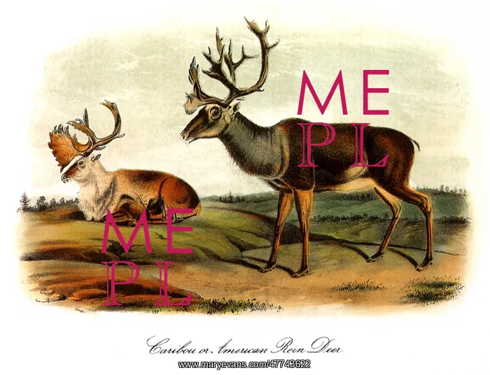 : American Reindeer : American Reindeer