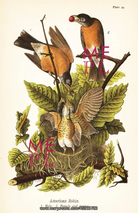  : American robin, Turdus migratorius