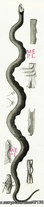 : AMERICAN SEA SERPENT : AMERICAN SEA SERPENT