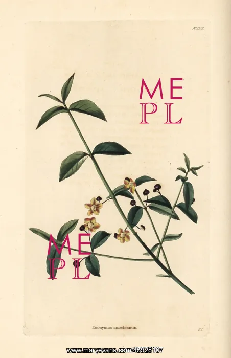 : American strawberry bush, Euonymus americanus : American strawberry bush, Euonymus americanus