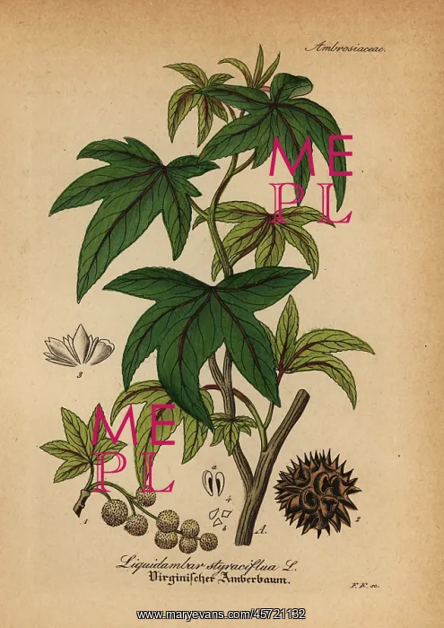 : American sweetgum, Liquidambar styraciflua : American sweetgum, Liquidambar styraciflua