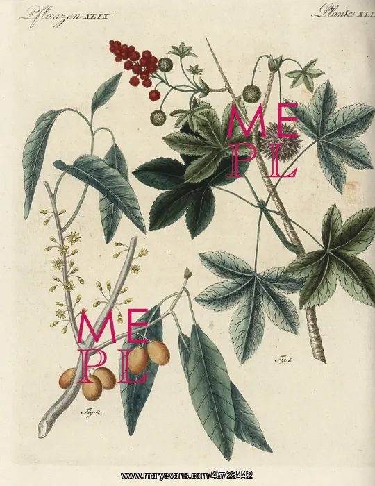  : American sweetgum and mastic tree