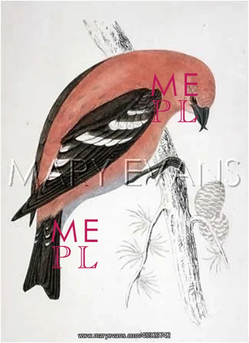 : AMERICAN W W CROSSBILL : AMERICAN W W CROSSBILL