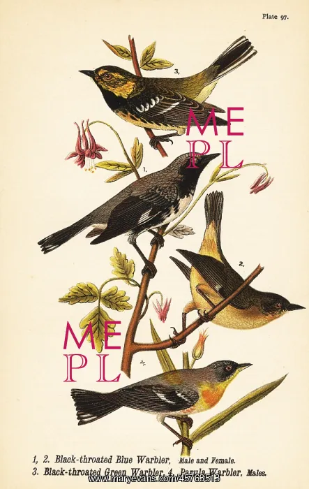 : American warblers : American warblers