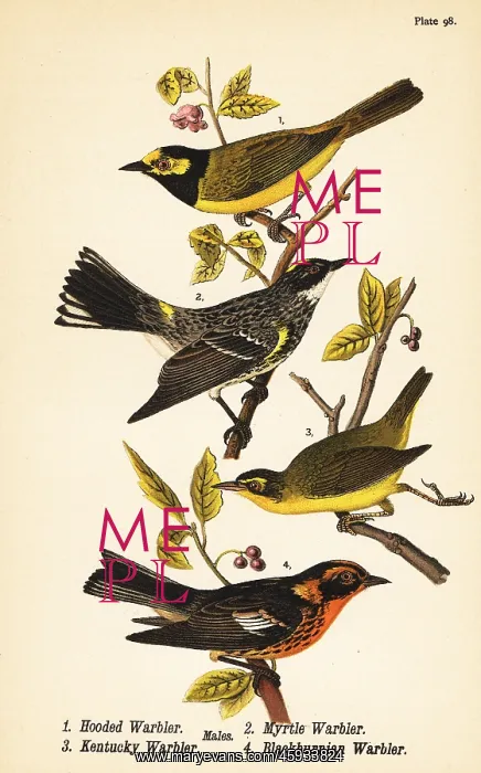 : American warblers : American warblers