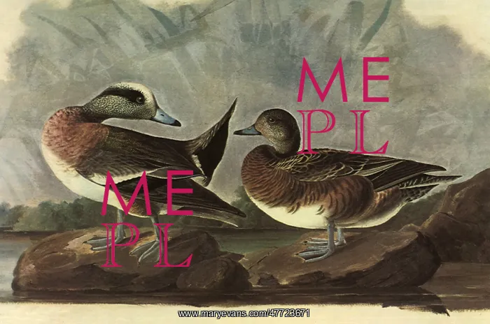  : American Widgeon, Mareca americana