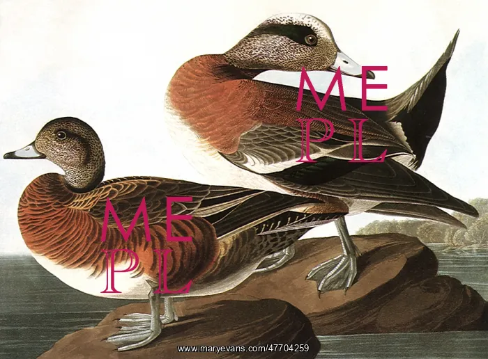  : American Widgeons