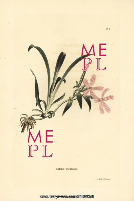 : American wild pink, Silene caroliniana subsp. pensylvanica : American wild pink, Silene caroliniana subsp. pensylvanica