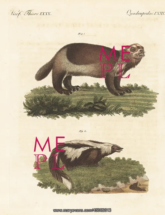 : American wolverine and striped skunk : American wolverine and striped skunk