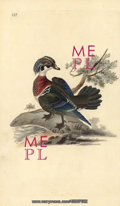 : American wood duck, Aix sponsa : American wood duck, Aix sponsa