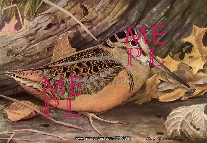  : American Woodcock