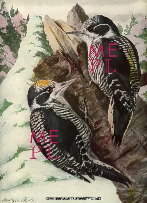 : American Woodpecker : American Woodpecker