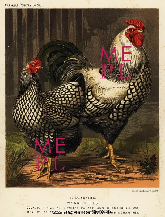 : American Wyandotte chickens : American Wyandotte chickens