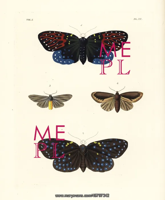 : Amesia sanguiflua and milkweed tiger moth : Amesia sanguiflua and milkweed tiger moth