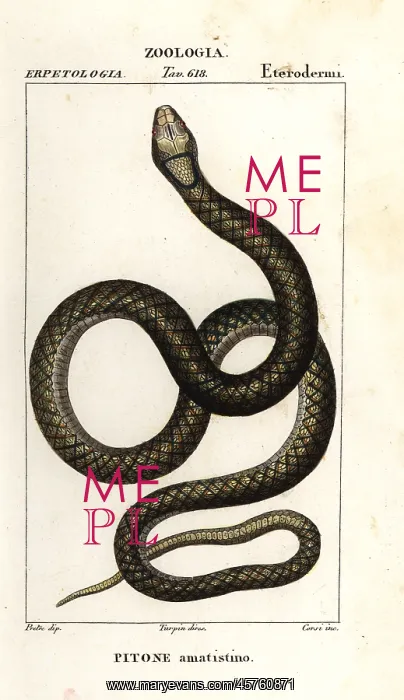 : Amethystine python, Simalia amethistina : Amethystine python, Simalia amethistina