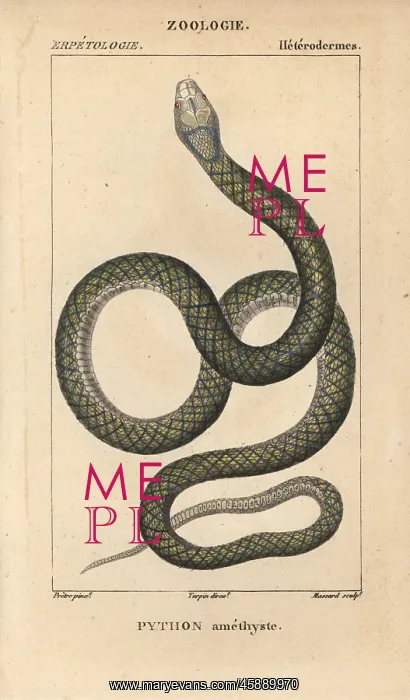 : Amethystine or scrub python, Morelia amethistina : Amethystine or scrub python, Morelia amethistina