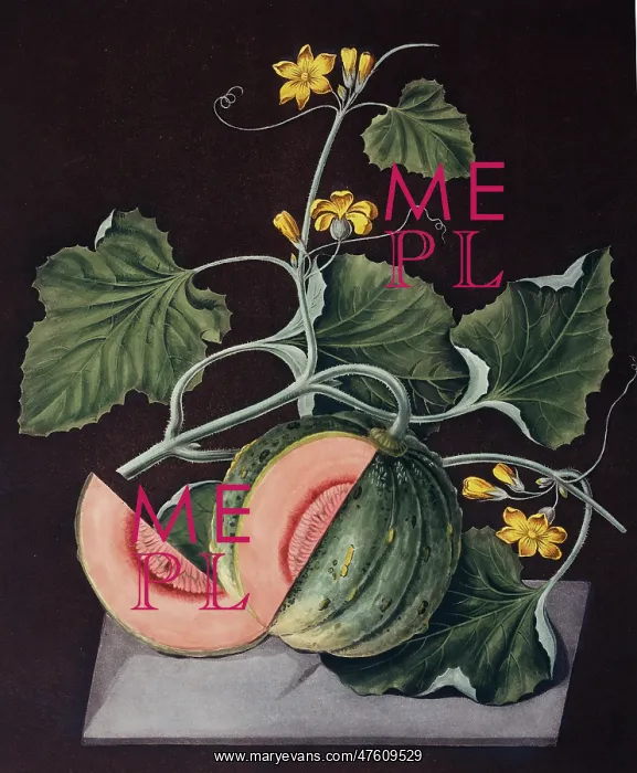 : Amicua melon : Amicua melon