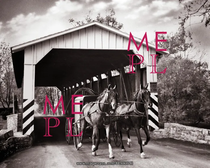 : Amish Buggy Drawn by Pair of Horses Passing under : Amish Buggy Drawn by Pair of Horses Passing under