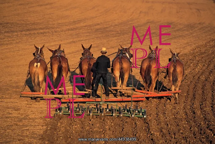 : Amish Farmer Cultivating with Team of Six Mules : Amish Farmer Cultivating with Team of Six Mules