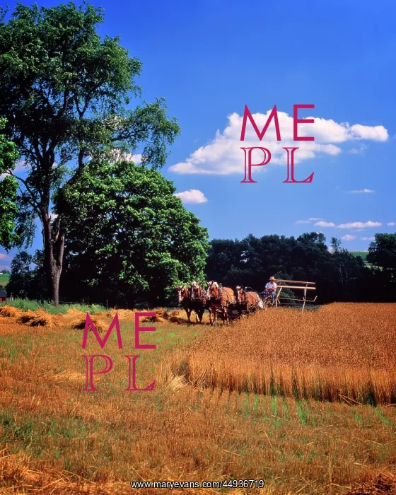 : Amish Farmer Cutting Hay Crop with Four Belgian : Amish Farmer Cutting Hay Crop with Four Belgian