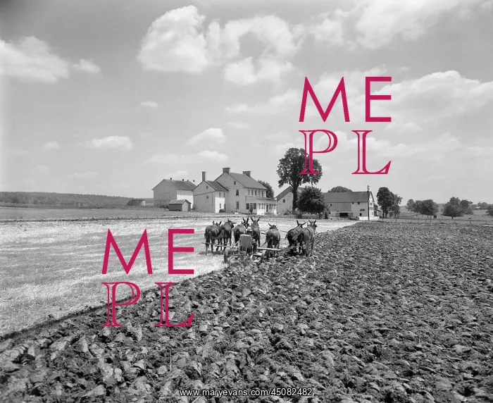 : Amish Farmer Plowing Field with Team of Mules : Amish Farmer Plowing Field with Team of Mules