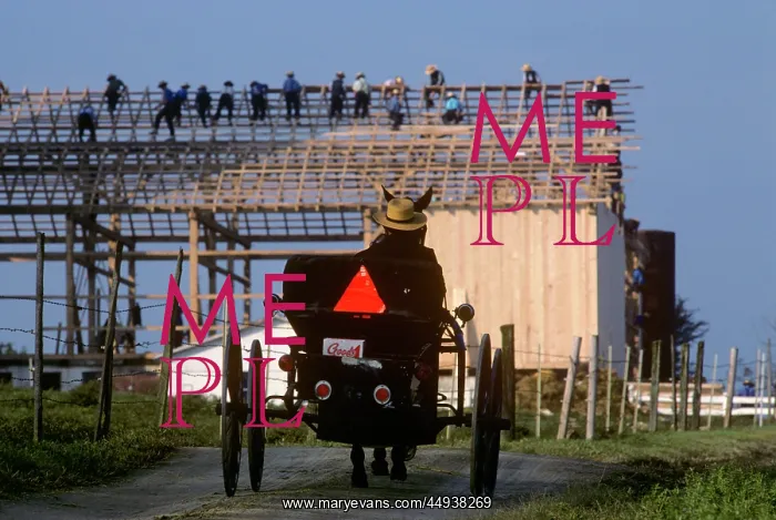 : Amish Wagon Approaching a Barn Raising Lancaster : Amish Wagon Approaching a Barn Raising Lancaster