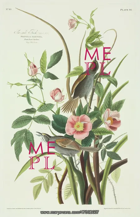 : Ammodramus maritimus, seaside sparrow : Ammodramus maritimus, seaside sparrow