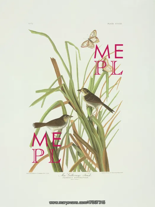 : Ammodramus maritimus, seaside sparrow : Ammodramus maritimus, seaside sparrow