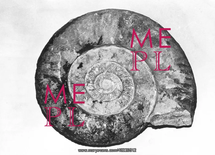 : Ammonites were marine cephalopods which died out at the end of the Mesozoic : Ammonites were marine cephalopods which died out at the end of the Mesozoic