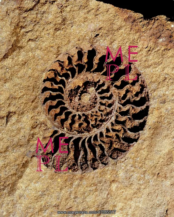 : Ammonite internal cast : Ammonite internal cast