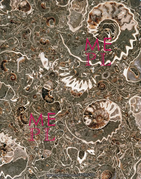 : Ammonite marble : Ammonite marble