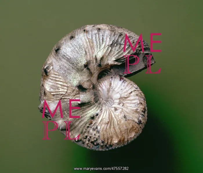 : Ammonite, scaphites nodosus : Ammonite, scaphites nodosus
