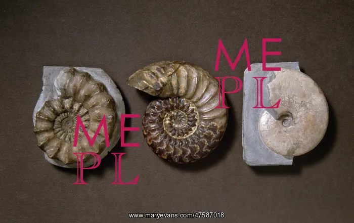: Ammonite selection : Ammonite selection