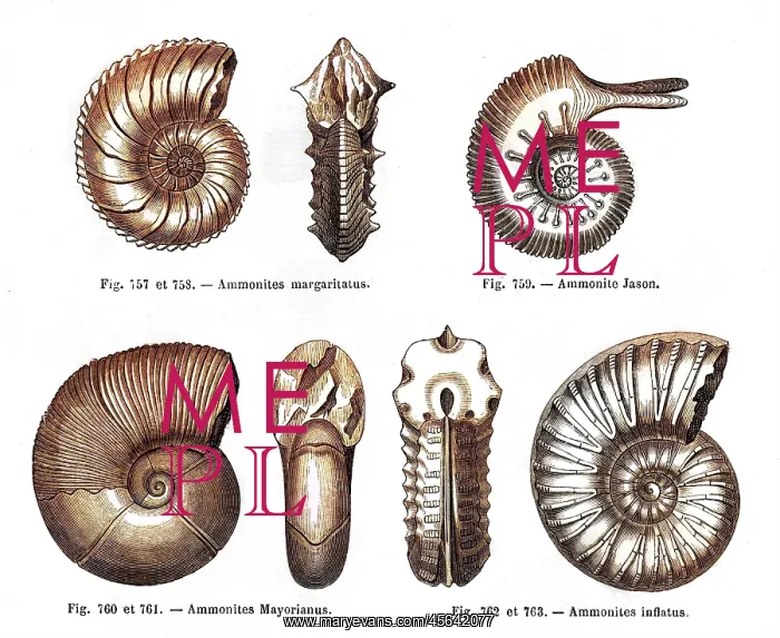 : Four ammonites : Four ammonites