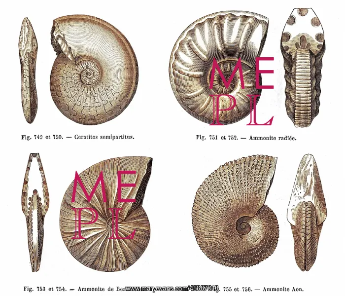  : Ammonites. Four fossils: ammonities(including a Beaumont ammonite) and a ceratite