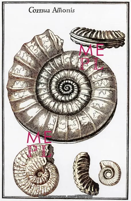  : Ammonites: fossilized cephalopods