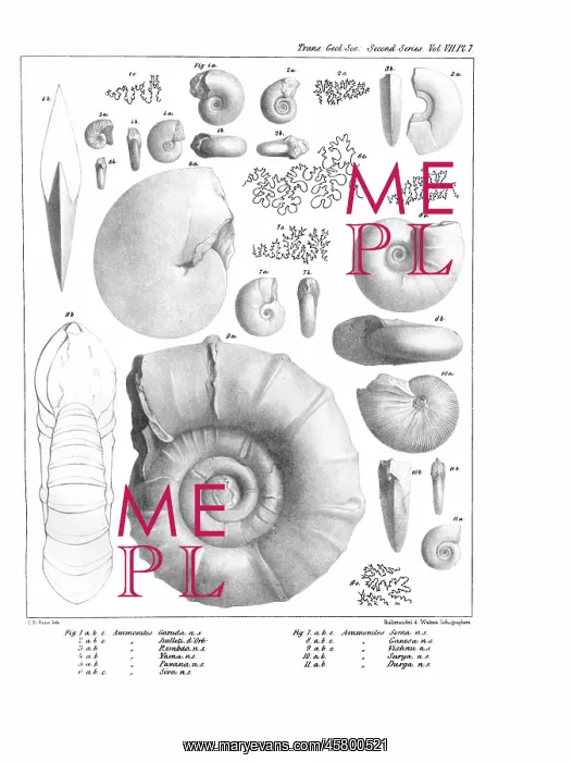 : Ammonites, by C R Bone, printed by Hullmandel and Walton : Ammonites, by C R Bone, printed by Hullmandel and Walton